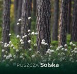 Okładka - Puszcza Solska